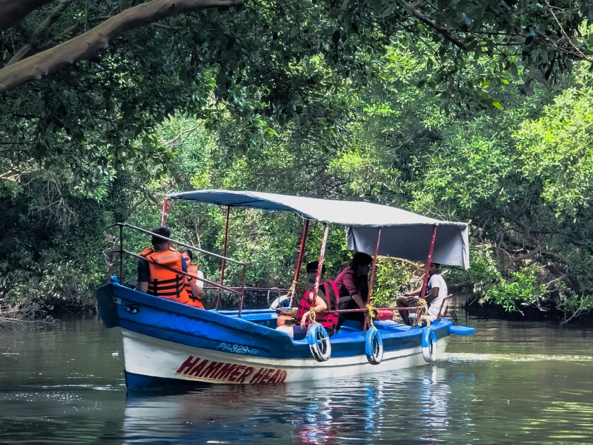 Mangrove boat tour